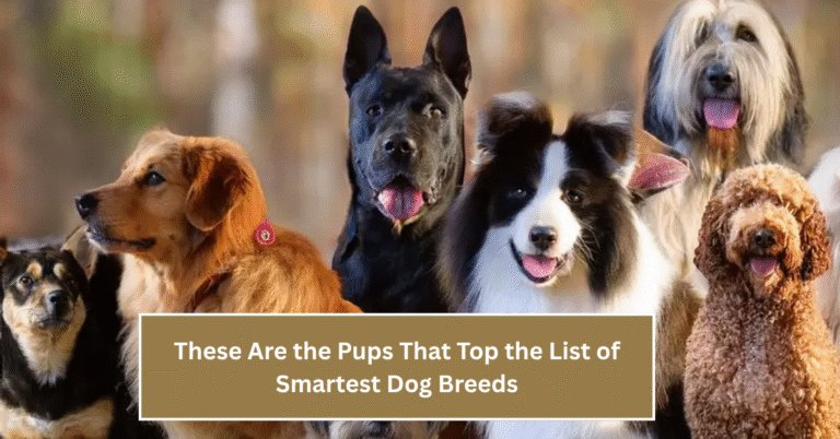 These Are the Pups That Top the List of Smartest Dog Breeds